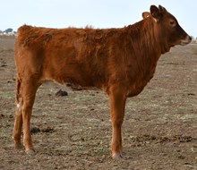 5050 x first kiss heifer 939