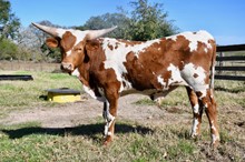 Ranch Hand BCR 838