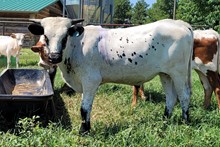 Bull calf 2023 Black Market xSparkle Swag