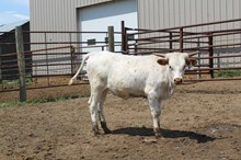 Rural x Top Starlet Et hf