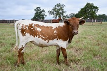 BCR TARIS CHRISTMAS RING