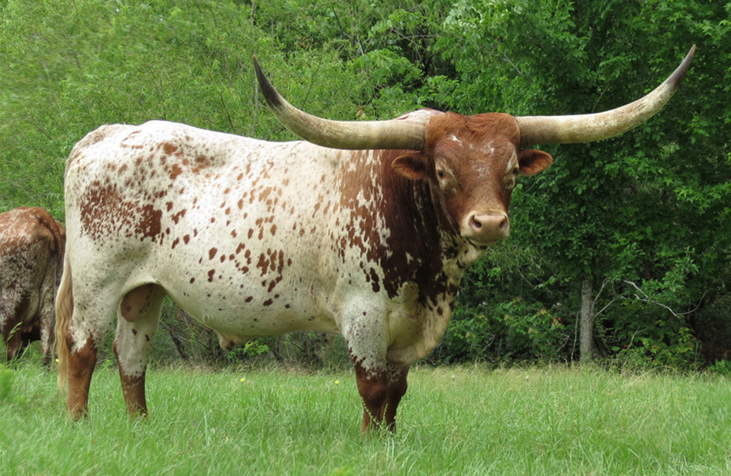 welcome to bolen longhorns we raise texas longhorns in lufkin tx